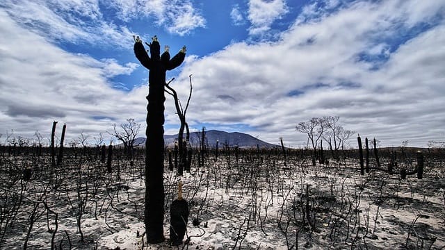 Australia se salva del Coronavirus pero no del fuego